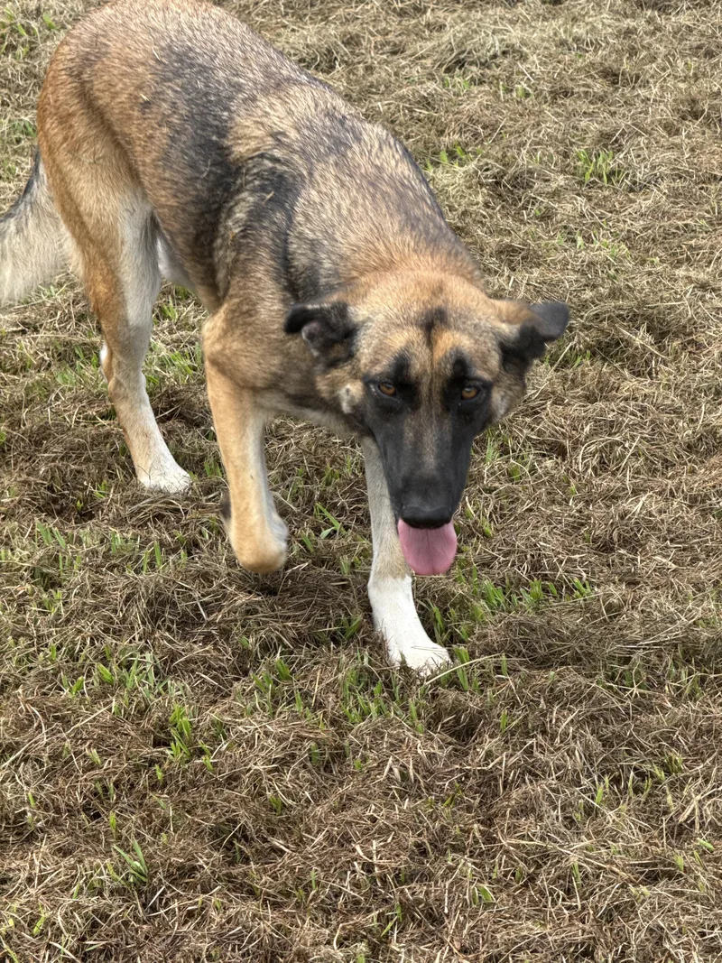 Sable