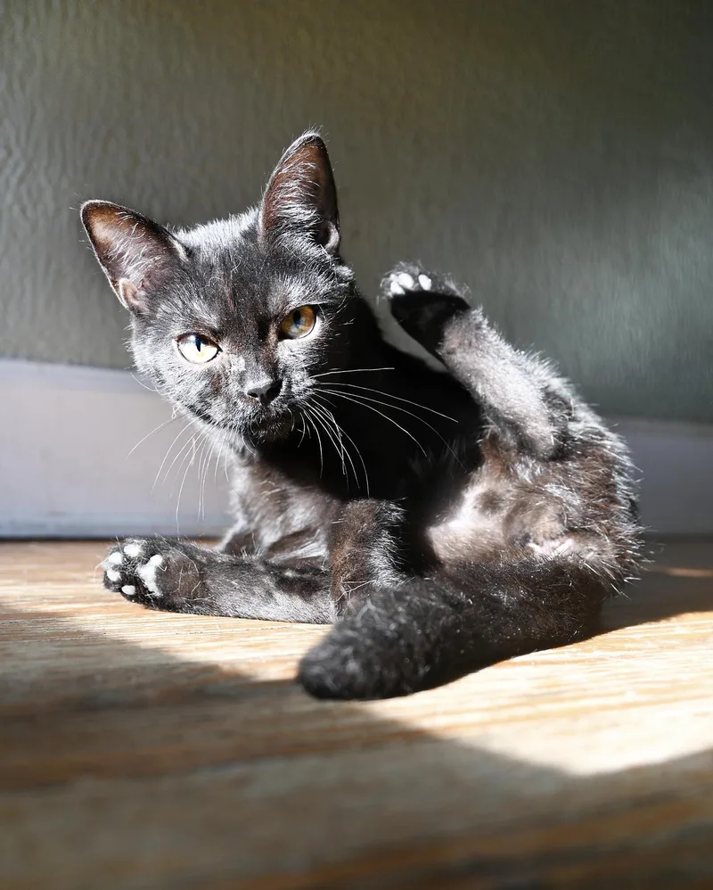 A young medium-sized female Black American Shorthair cat named Lil' Duke for adoption in Orlando, FL