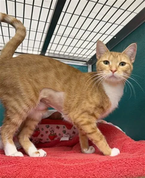 A young medium-sized female Domestic Short Hair cat named Betty for adoption in Naples, FL