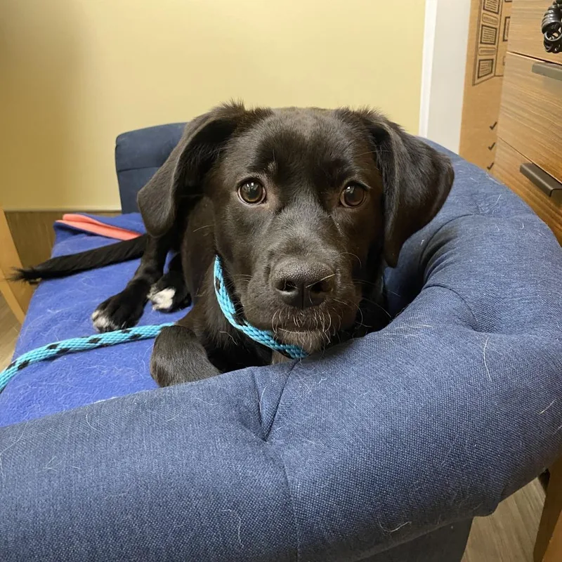 A baby medium-sized female Black Mixed Breed dog named Aspen for adoption in Bedford, NH