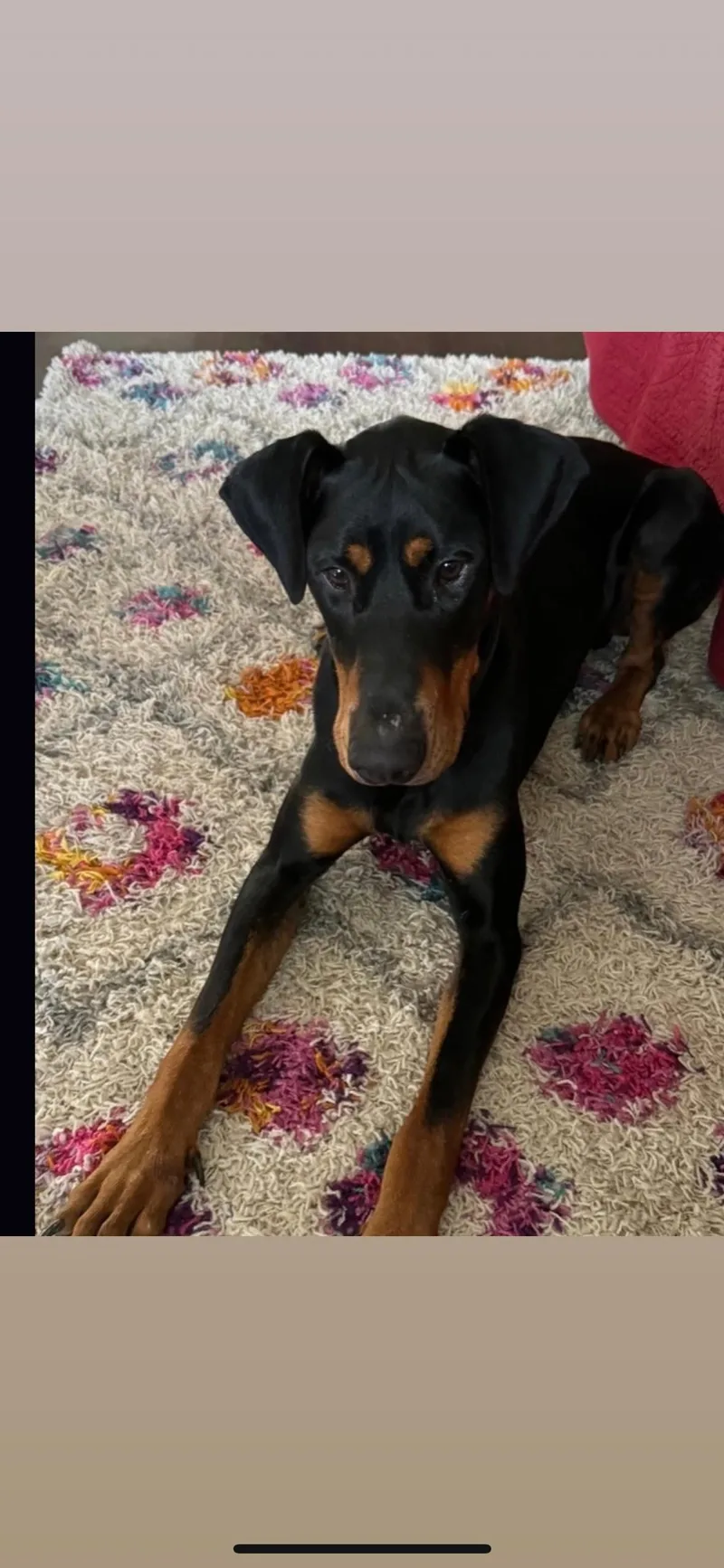 An adult medium-sized male Doberman Pinscher dog named Deebo for adoption in Hayward, CA