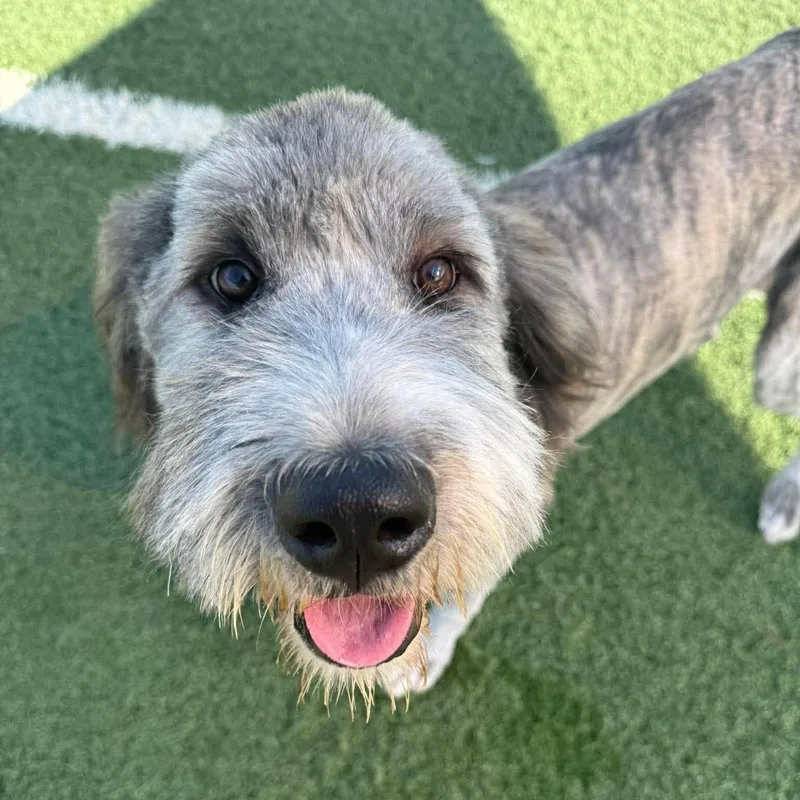A young extra large-sized male Gray / Blue / Silver Mixed Breed dog named Tank for adoption in Hopkinton, MA
