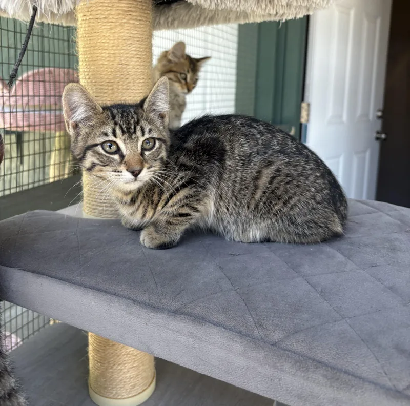 A young small-sized female Tabby (Tiger Striped) Tabby cat named Praline for adoption in Lathrop, CA