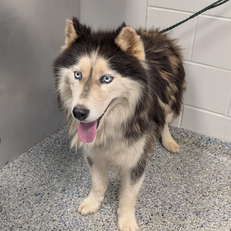 An adult medium-sized male Black Mixed Breed dog named Bluey for adoption in Greenville, SC