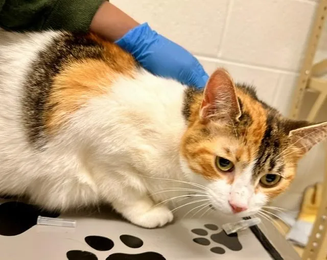 An adult medium-sized female Domestic Short Hair cat named Orange Crush for adoption in Derwood, MD