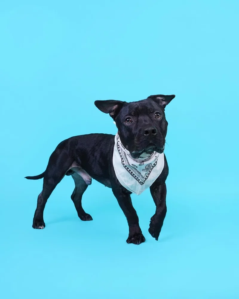 Dozer thumbnail 3