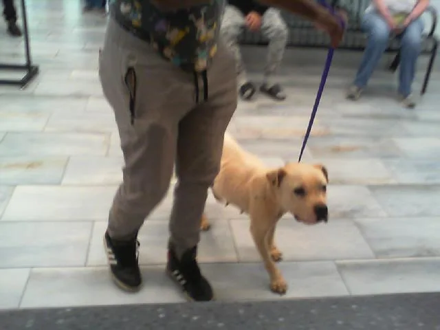 An adult medium-sized female Pit Bull Terrier dog named Queen for adoption in Charlotte, NC