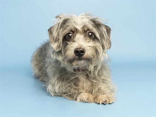 An adult small-sized female Schnauzer dog named Skipper for adoption in Phoenix, AZ