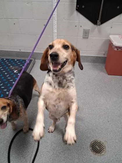 An adult small-sized male Mixed Breed dog named Elvis Presley for adoption in Sevierville, TN