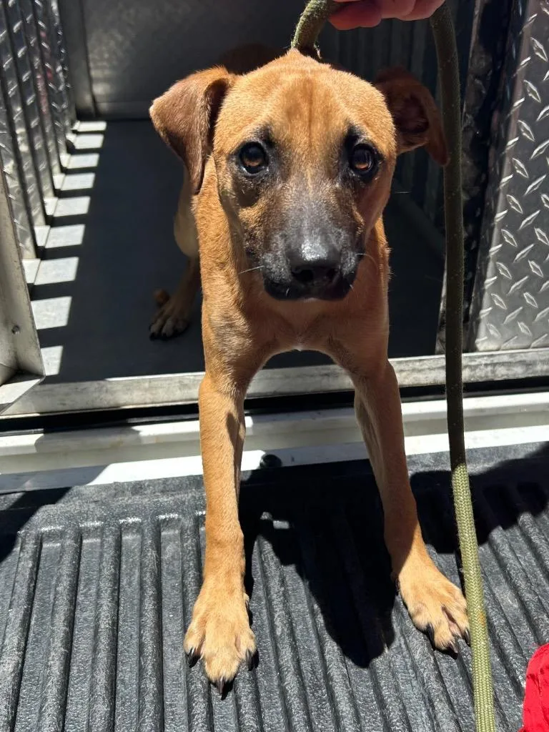 A young medium-sized male Chihuahua dog named Lewis for adoption in Gautier, MS