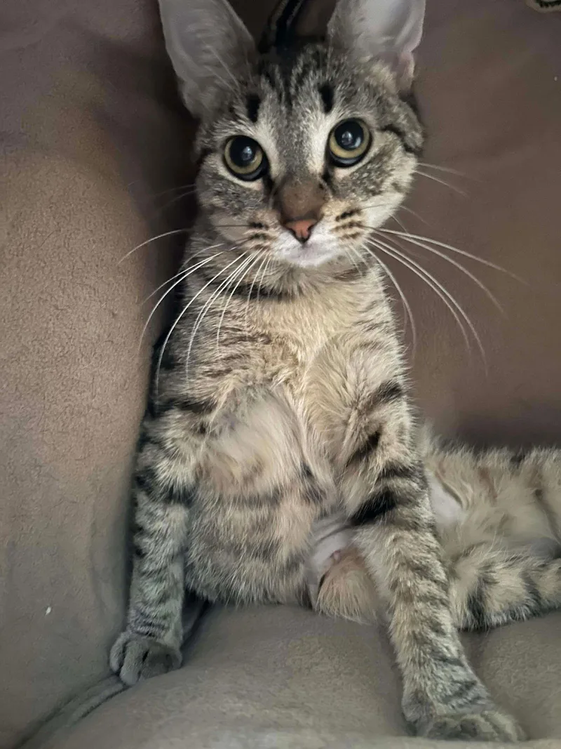 Charlanda thumbnail 2