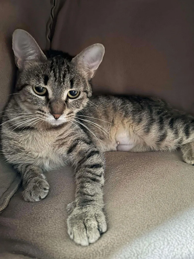 Charlanda thumbnail 3