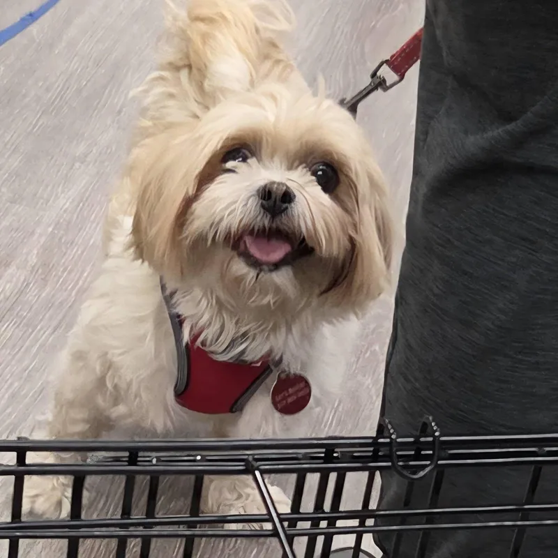 A young small-sized female White / Cream Shih Tzu dog named Tess and Tilly  for adoption in Fowlerville, MI