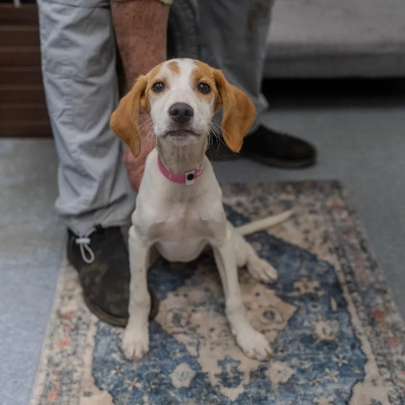 A baby medium-sized female White / Cream Brittany Spaniel dog named Grace for adoption in Pawling, NY