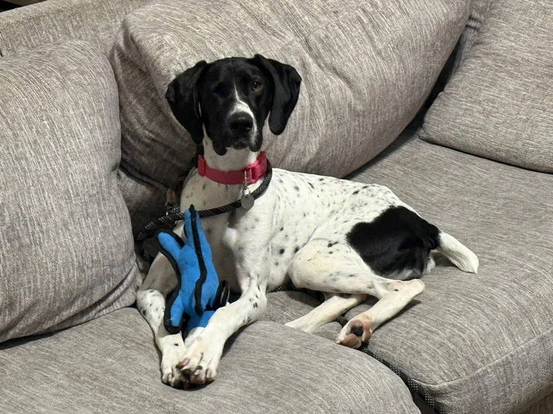 An adult medium-sized female German Shorthaired Pointer dog named Eris for adoption in Omaha, NE
