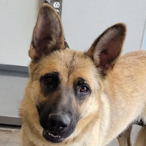 An adult medium-sized female Black Mixed Breed dog named Lola for adoption in Las Cruces, NM