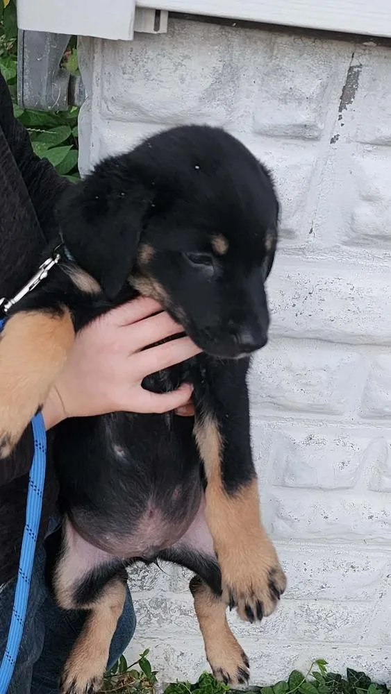 Koda