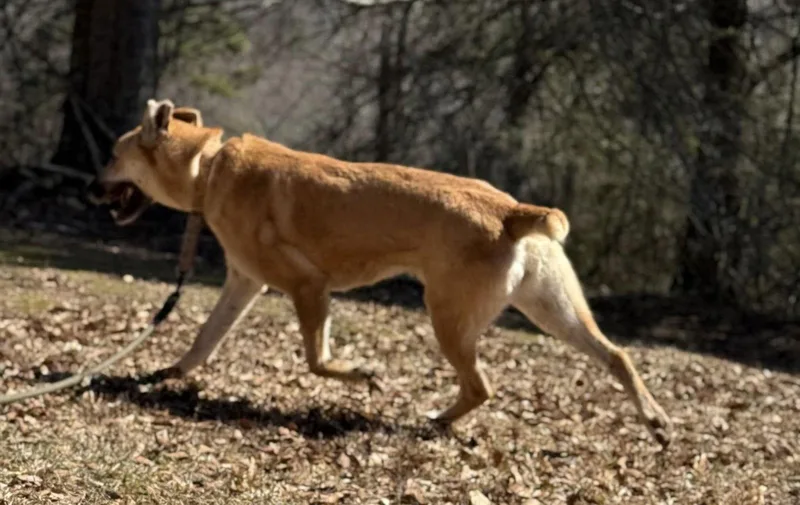 An adult large-sized female German Shepherd Dog dog named Skye for adoption in Attalla, AL