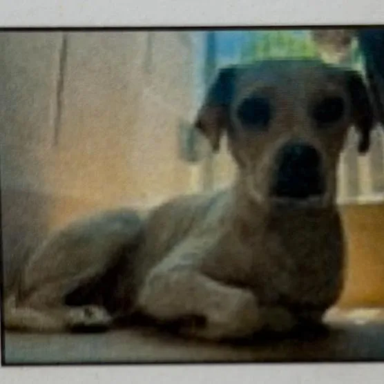An adult small-sized female White / Cream Chihuahua dog named Peaches for adoption in Pacifica, CA