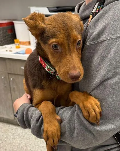 A young small-sized female Brown / Chocolate Mixed Breed dog named Carrot Cake for adoption in Kansas City, MO