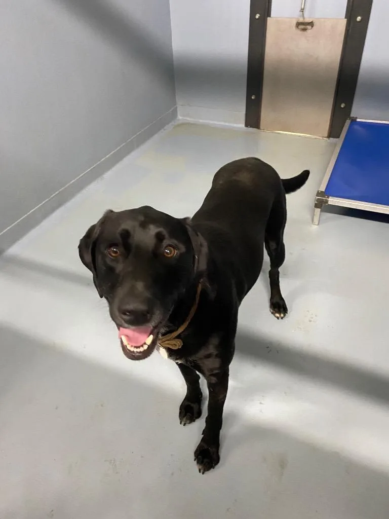 A young large-sized female Mixed Breed dog named Mitsy for adoption in Cartersville , GA