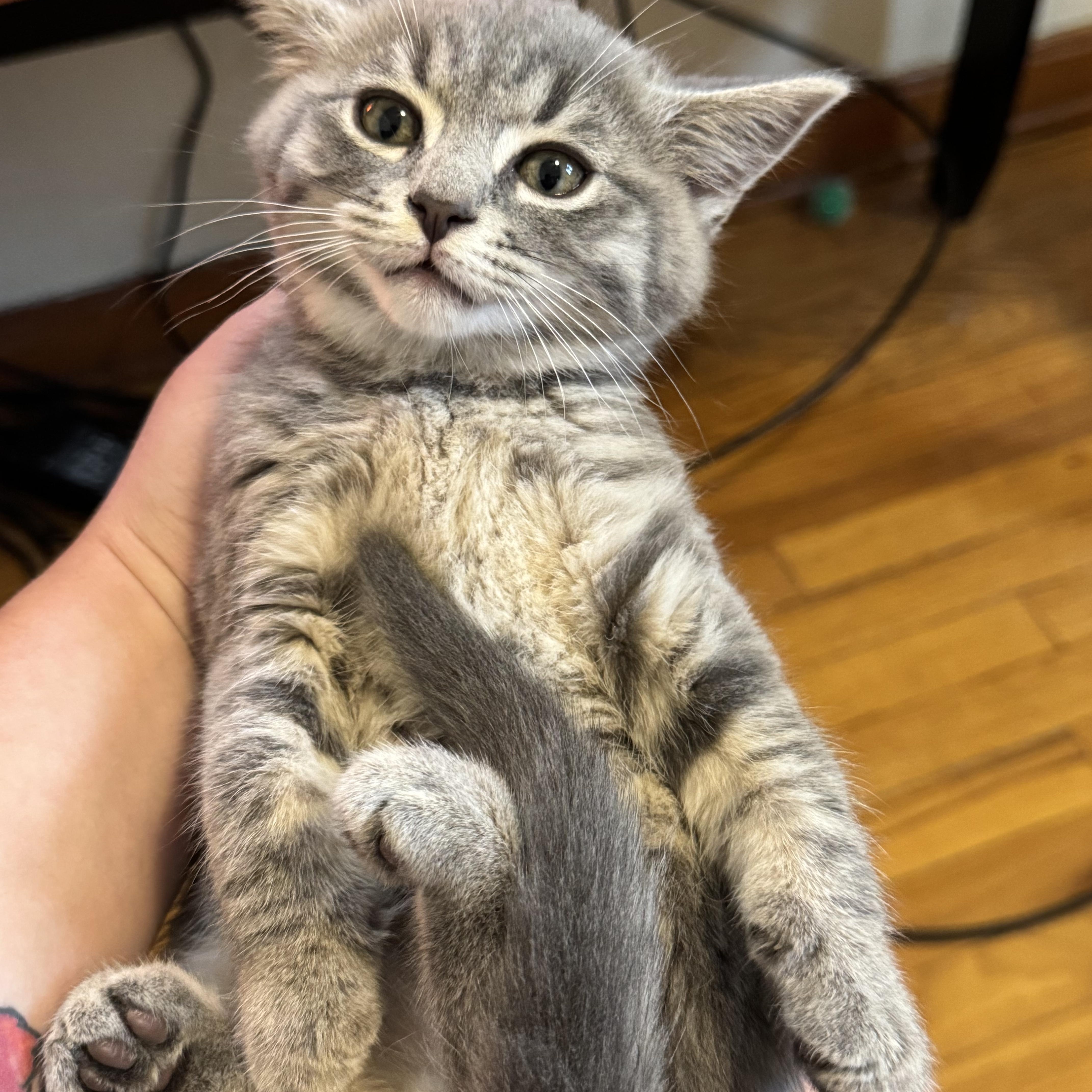 A baby small-sized male Gray / Blue / Silver Domestic Short Hair cat named Ross for adoption in Pittsburgh, PA