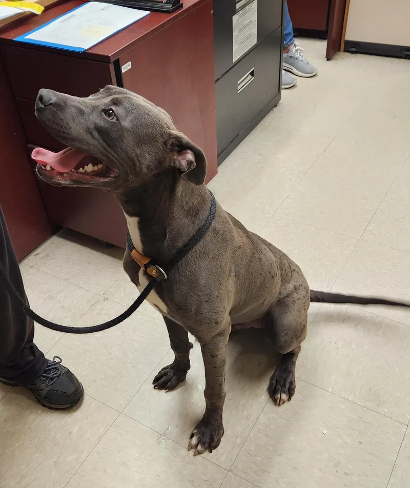 A baby medium-sized male Gray / Blue / Silver Pit Bull Terrier dog named Loki for adoption in Clayton, NJ