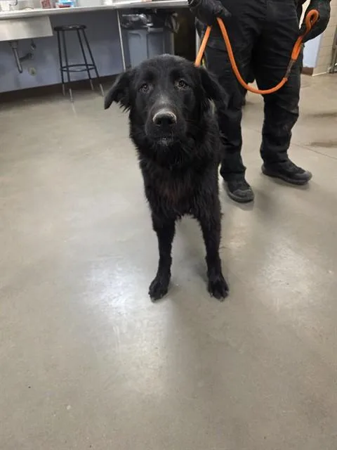 An adult large-sized male Labrador Retriever dog named Magic for adoption in Phoenix, AZ