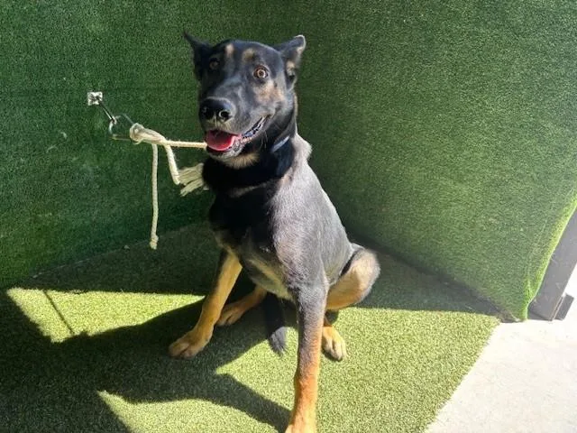 A young large-sized male German Shepherd Dog dog named Harrison for adoption in Lancaster, CA