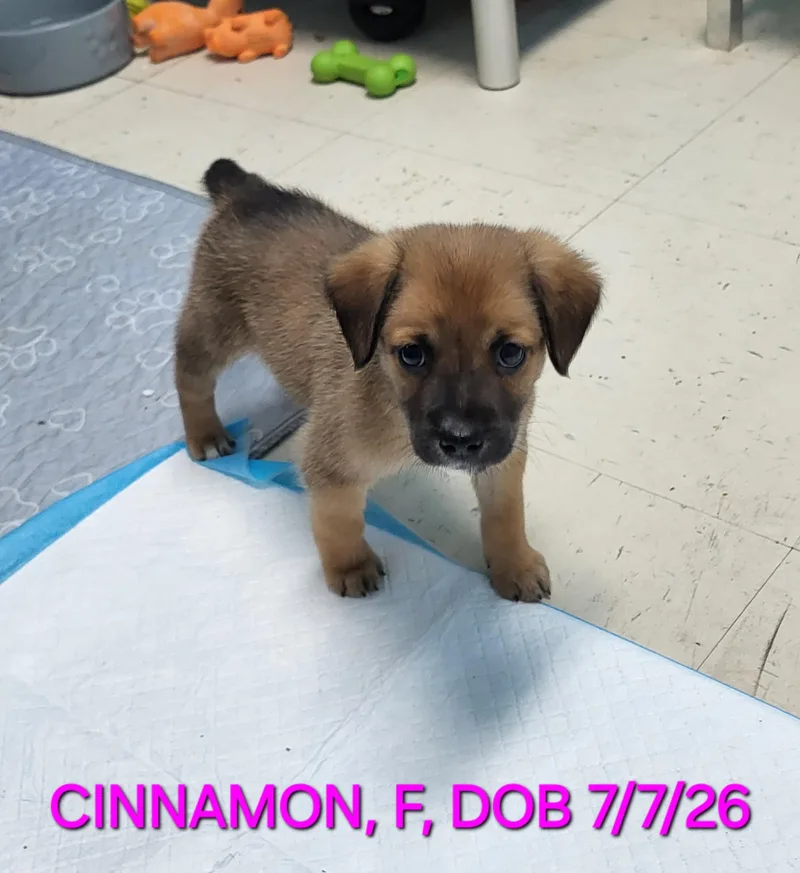 A baby medium-sized female Beagle dog named Cinnamon for adoption in Sarasota, FL