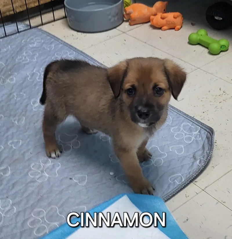 Cinnamon thumbnail 4