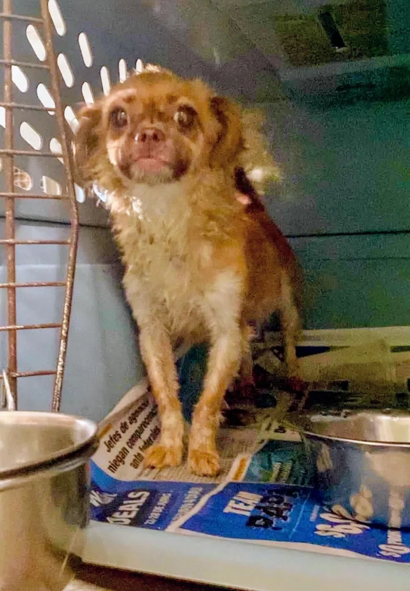A young small-sized female Chihuahua dog named Rose for adoption in Villalba, PR