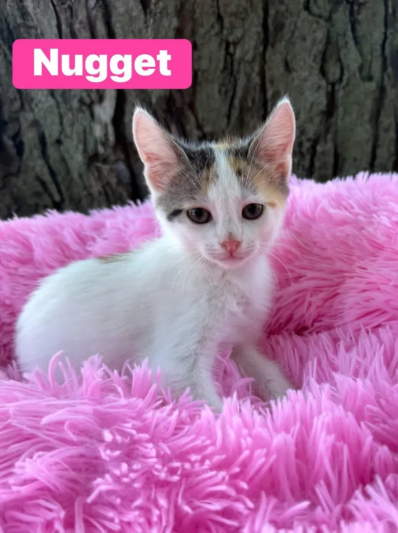 A baby medium-sized female Calico cat named Nugget for adoption in Crown Point, IN