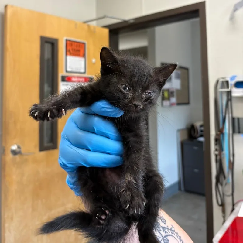A baby small-sized male Black Domestic Short Hair cat named Popper for adoption in Columbiana, AL