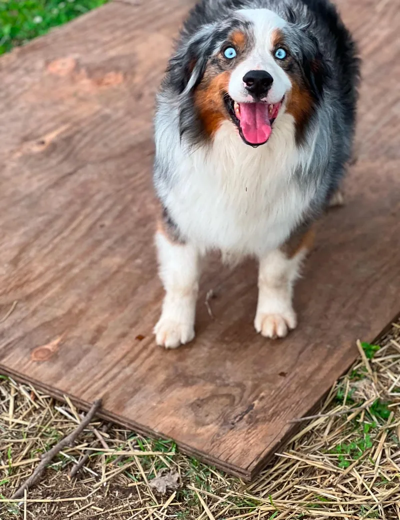 An adult medium-sized male Merle (Blue) Australian Shepherd dog named Blueberry for adoption in Dallas , TX