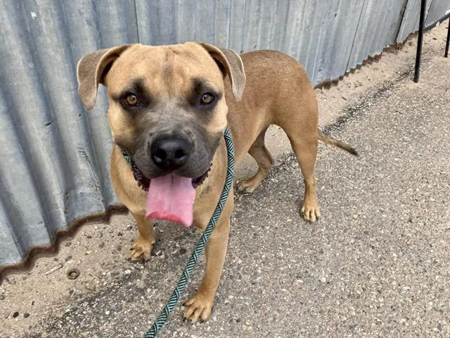 A young medium-sized male Pit Bull Terrier dog named Bubba for adoption in Albuquerque, NM