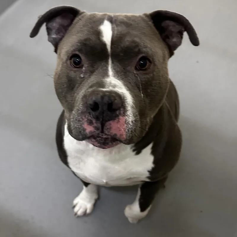 A senior large-sized male Gray / Blue / Silver Pit Bull Terrier dog named Colin for adoption in Tacoma, WA