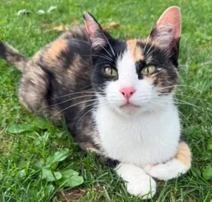A baby small-sized female Domestic Short Hair cat named Willow for adoption in Bridgewater, NJ