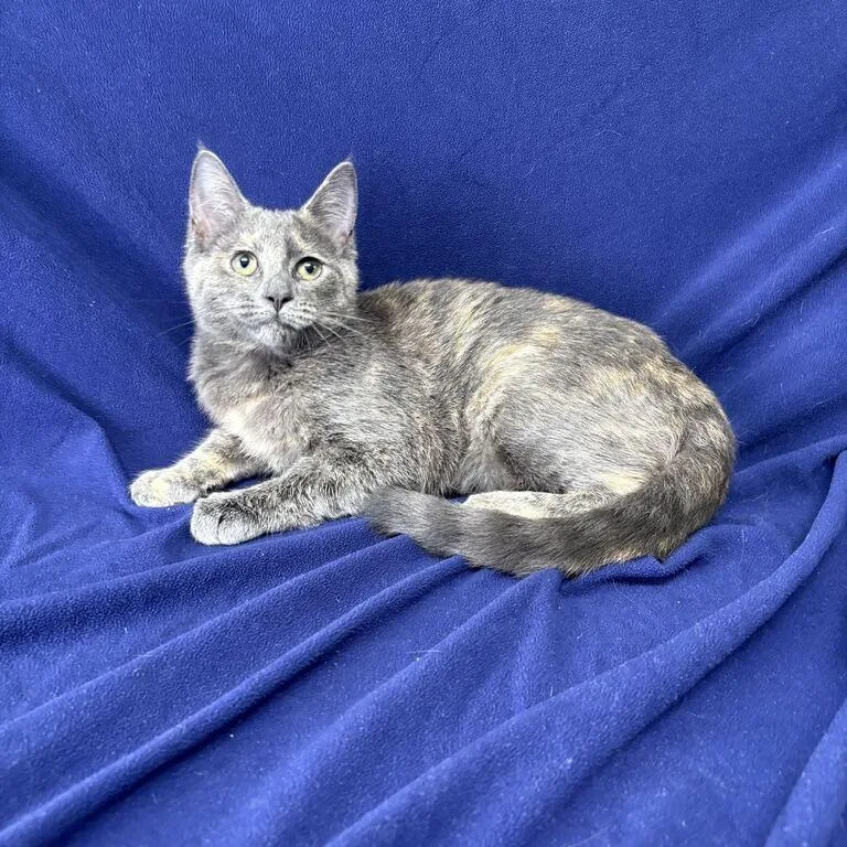 A baby medium-sized female Dilute Tortoiseshell Domestic Short Hair cat named Grace for adoption in Valdosta, GA
