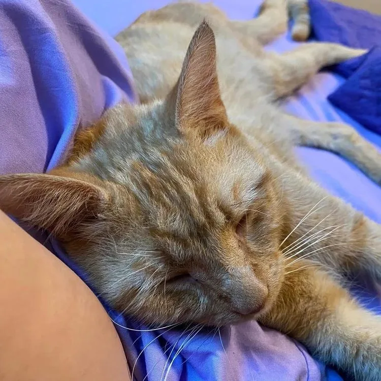 A young medium-sized male Tabby (Orange / Red) Domestic Short Hair cat named Rusty for adoption in Bridgeport, CT