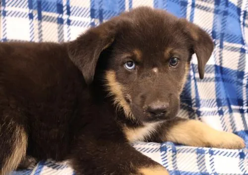 A baby medium-sized male Shepherd dog named Goober for adoption in Thief River Falls, MN