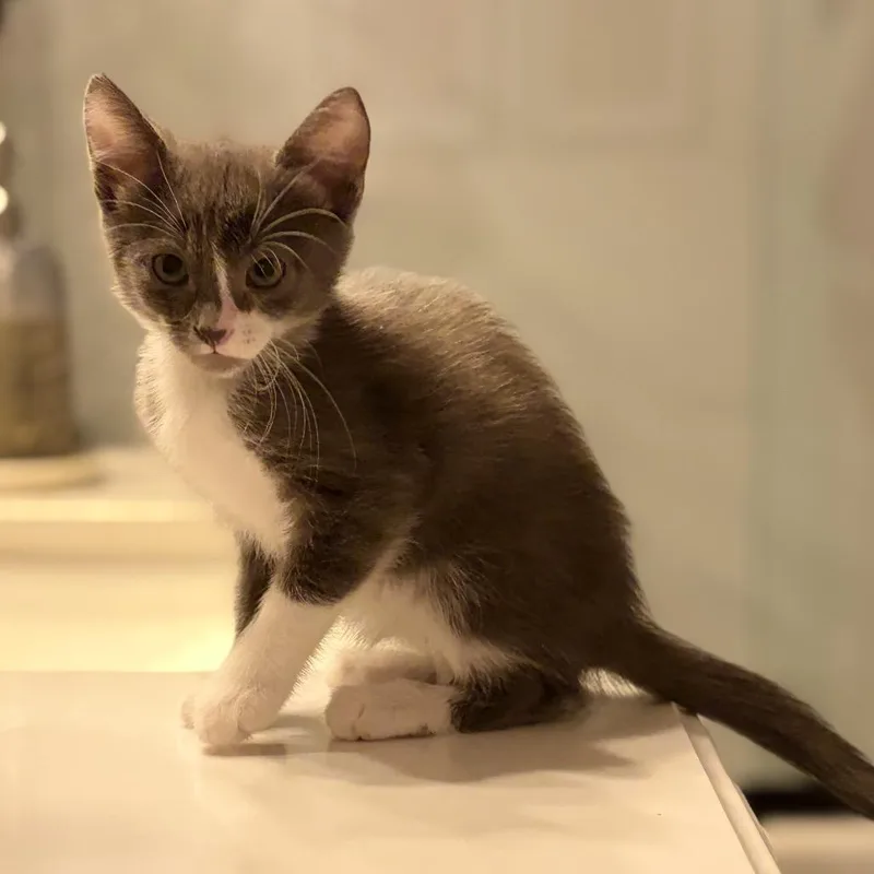 A baby small-sized female Gray / Blue / Silver Domestic Short Hair cat named Tinsel for adoption in Tustin, CA