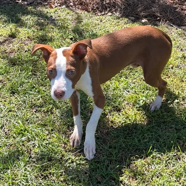 A baby medium-sized male Brown / Chocolate Pit Bull Terrier dog named Clyde for adoption in Valdosta, GA
