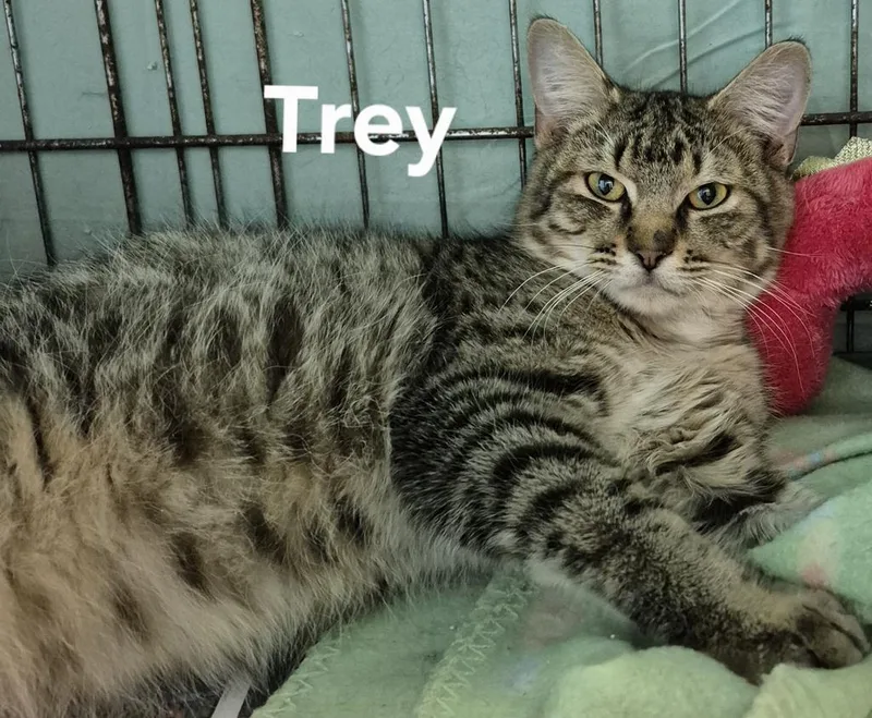 A young medium-sized male Domestic Short Hair cat named Trey for adoption in Kendallville, IN