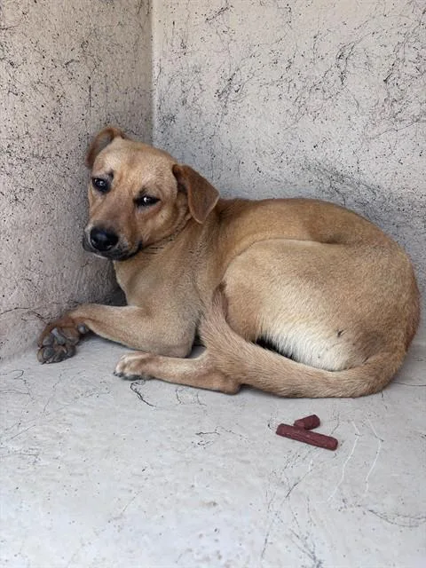 A baby medium-sized female Black Mouth Cur dog named A for adoption in Oklahoma City, OK