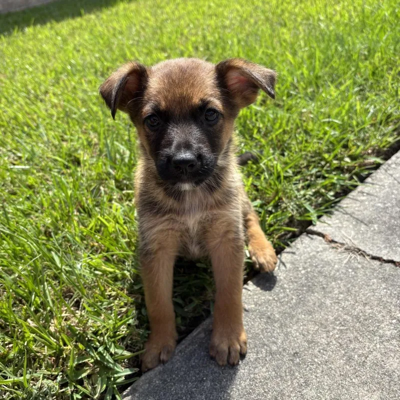 A baby small-sized female German Shepherd Dog dog named Pattycake for adoption in Carencro, LA