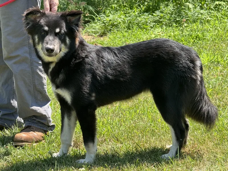 A young medium-sized female Australian Shepherd dog named Shay for adoption in Meherrin, VA