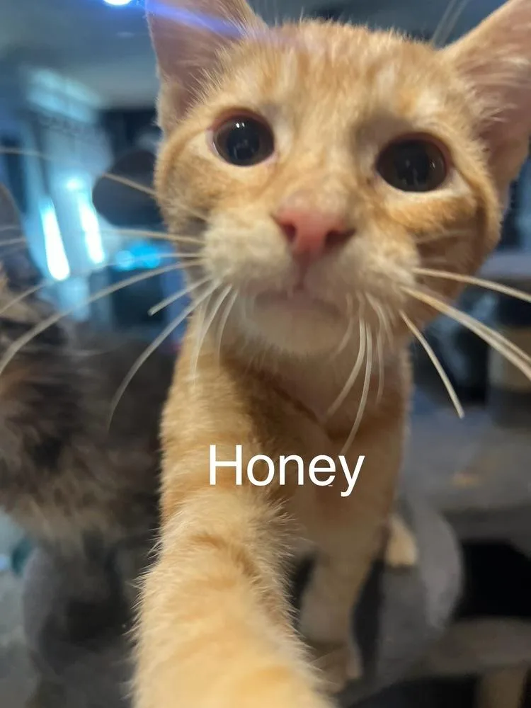 A baby small-sized female Domestic Short Hair cat named Honey for adoption in Plumerville, AR