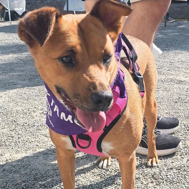 A young medium-sized female American Staffordshire Terrier dog named Cinnamon for adoption in Orange, CA