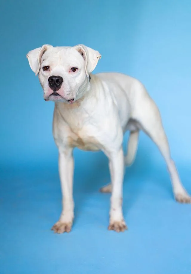 An adult medium-sized male White / Cream Mixed Breed dog named Snowman for adoption in Pegram, TN